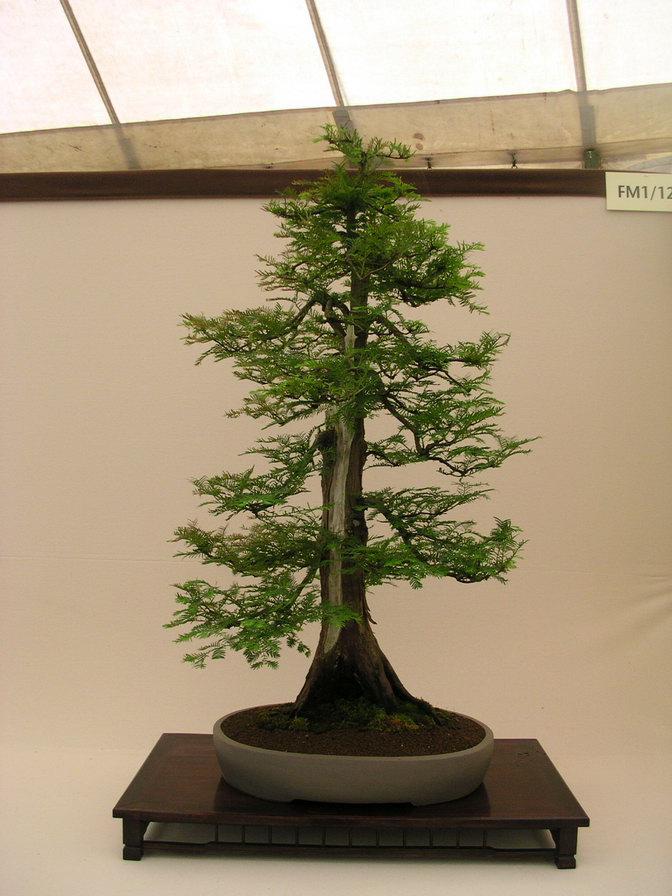 Metasequoia Glyptostroboides Bonsai